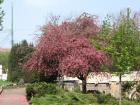 thumbs/parcul_a_pinet_01.jpg.jpg