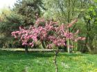 thumbs/parcul_a_pinet_03.jpg.jpg
